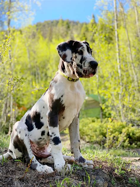 5 Best Toys for Great Danes: Chew Proof and More - Hello Danes
