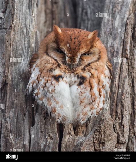 Very Cute Real Owls