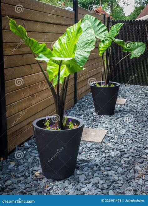 Alocasia Macrorrhiza Black Stem Elephant Ear Stock Photo Image Of