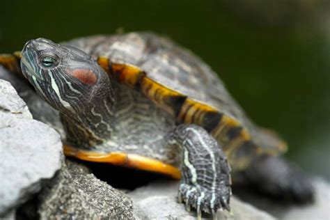 Red Eared Slider Shell Rot Causes Symptoms Treatment