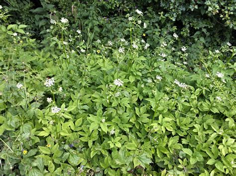 14 Ground Elder Plant Aletaakhiqur