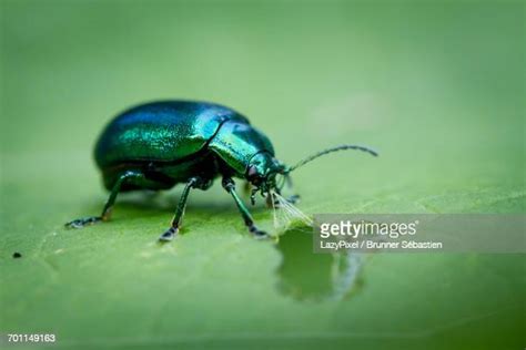 103 Iridescent Green Beetle Stock Photos, High-Res Pictures, and Images ...