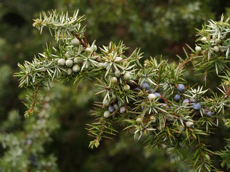 Jeneverbes Juniperus Communis