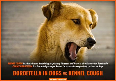 Bordetella in Dogs – Definition, Symptoms, Prevention, Treatments & FAQ