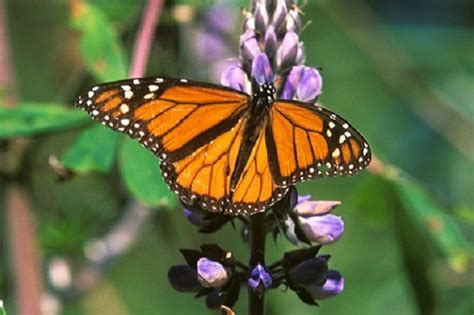 Mariposa Monarca Migratoria Entra A Lista De Especies En Peligro E