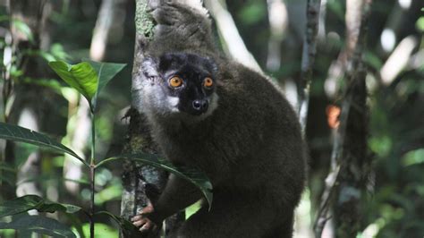 Madagascar Andry Rajoelina Et Ses Projets Fous De Safari Le Regard