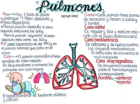 Generalidades De Los Pulmones Medicina Anatomía Udocz