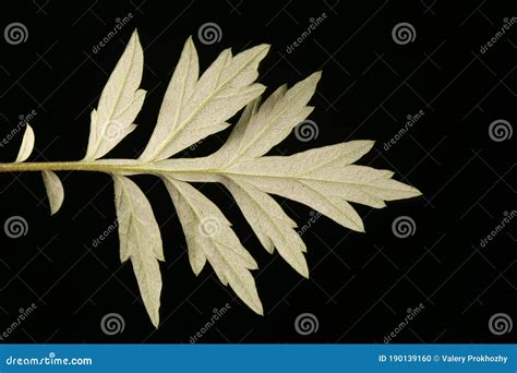 Mugwort Artemisia Vulgaris Leaf Closeup Stock Photo Image Of Flora