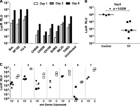 Generation Of Transmitted Founder Hiv Infectious Molecular Clones And