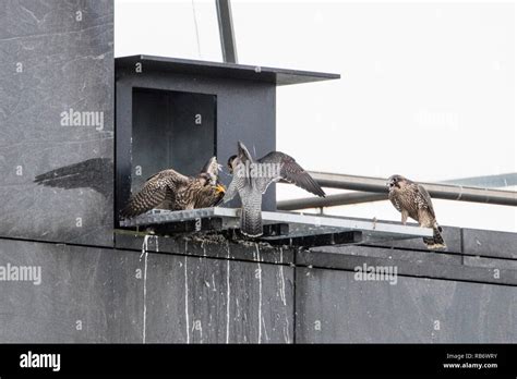 Peregrine Falcon Nest Box