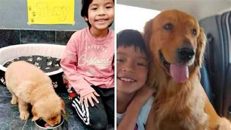 Ofrecen Recompensa Por La Aparición De Un Perro De Raza Golden Llamado Tony Diario Panorama