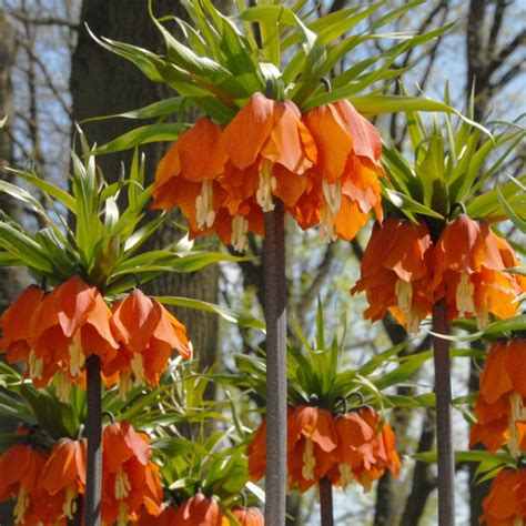 Fritillaria Aurora Imperialis Slovensketrvalkysk