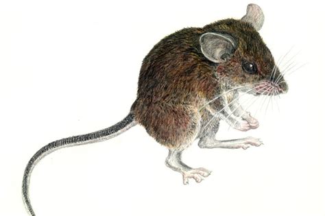 7 New Species of Mice Discovered on Remote Mountain | Live Science