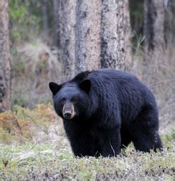 Animals - Coniferous Forests