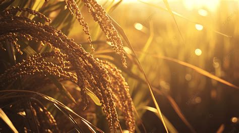 A Bunch Of Rice Field Golden Snail Eggs Attached To A Plastic Bottle