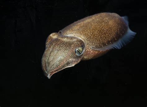 Animaux Qui Peuvent Voir Dans Le Noir Avec Photos Petitpets