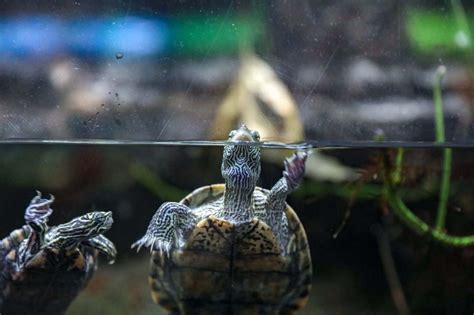 Top 5 Best Turtle Tank Heaters Review (2024 Buyer's Guide)