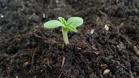 Germinating Cannabis Seeds - Different Methods - La Huerta Blog