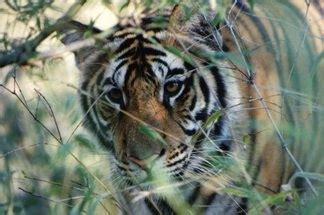 BENGAL TIGER: Habitat of the Bengal Tiger