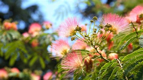 Silk Tree - NZ Nurseries - Lovely Pink Flowering Shade Tree - Buy Online