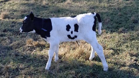 Bezerro manchas em forma de sorriso vira atração turística