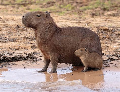 Chuột Lang Nước Capybara Giá Bao Nhiêu Hiện Nay 2024 Mẹo Nuôi Chuột