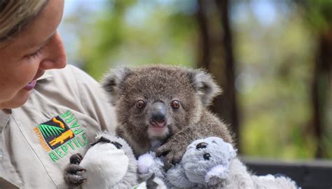 Questa Donna Ha Adottato Un Koala La Storia Di Albert