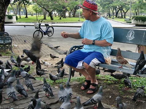 Pigeon Feeding In Bangkok Thailand