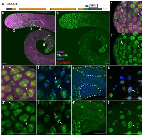 Cbc Localization Shifts From Nucleus To Nucleolus During Germline