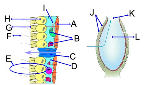 Unit 2 - Porifera Anatomy Diagram | Quizlet