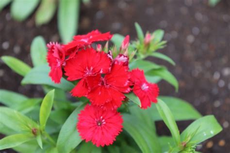 撫子（なでしこ）の花言葉とは？「大和撫子」の意味とも関連がある？ Botanica