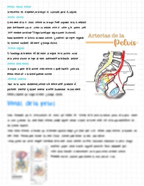 Solution Estructuras Vasculonerviosas Studypool