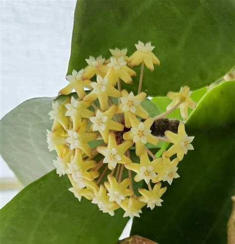 Hoya SURIGAOENSIS hoja sadzonka Warszawa Targówek OLX pl