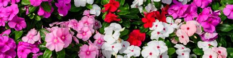 Impatiens Flowers Growing Guides, Tips, and Information