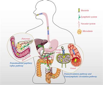 Frontiers Association Of The Microbiota And Pancreatic Cancer