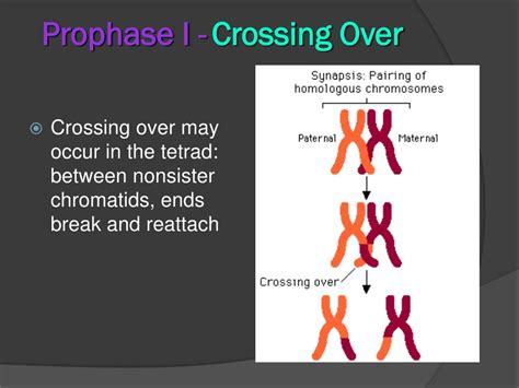 Ppt Meiosis Powerpoint Presentation Free Download Id 5702667