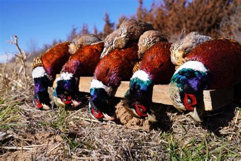 Ringnecked Pheasant And Bobwhite Quail Hunt Quality Hunts