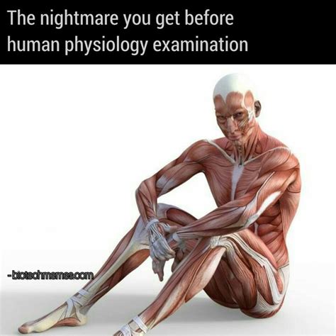 Pin By Mercilix On Memes Statue Physiology Memes