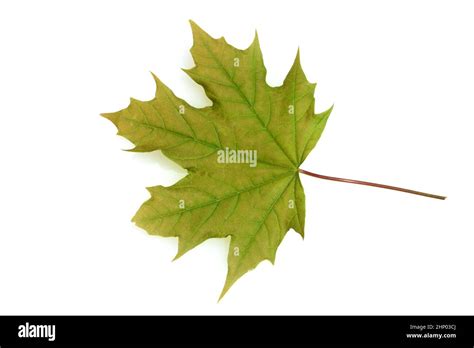 Maple, Acer, is a native tree species Stock Photo - Alamy