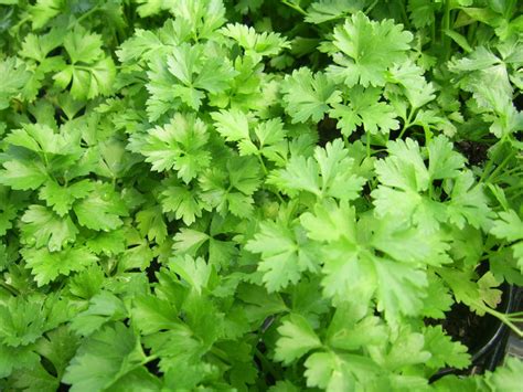 flat-leaf-parsley - Casa Mia Tours