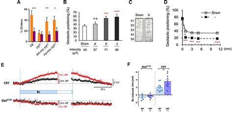 Frontiers Genetic Analysis Of Cryptochrome In Insect Magnetosensitivity