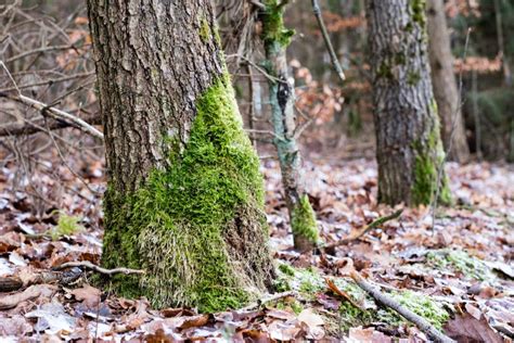 Musgo En Troncos De Rbol Bosque Y Rboles Cubiertos Con El Musgo Foto