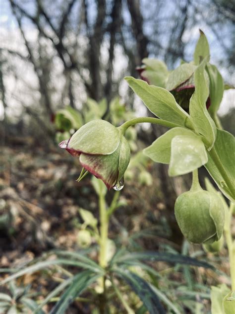 Stinking Hellebore Helleborus Foetidus Garden Museum