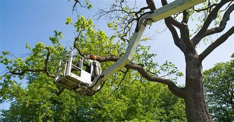 Spring Tree Pruning | Blackhawk Tree Services