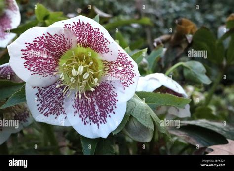 Helleborus Orientalis White Spotted Lady