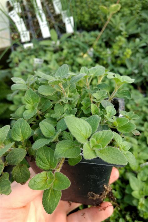 How To Grow And Harvest Oregano Artofit