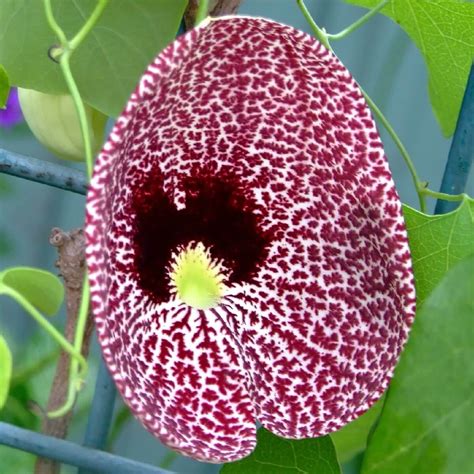 Aristolochia Littoralis Calico Flower Dutchmans Pipe Plantinfo