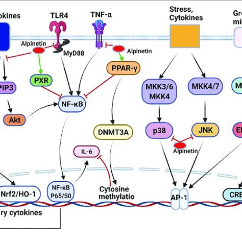 Molecular Pathways Involved In The Anti Inflammation Activities Of