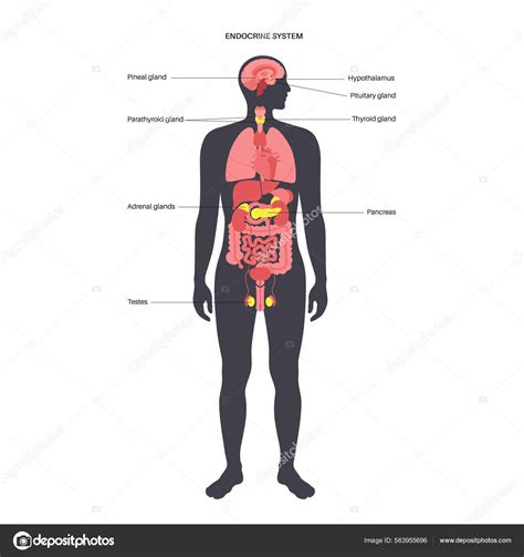 Humanes Endokrines System Stock Vektorgrafik Von Pikovit 563955696