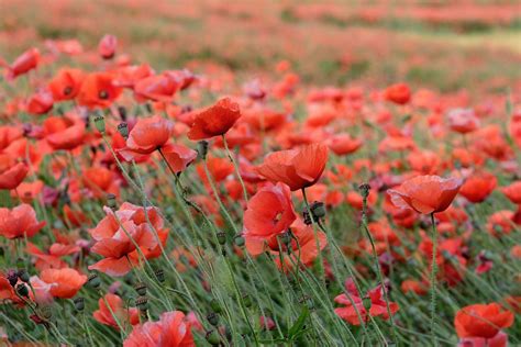 Poppy Hd Red Flower Hd Wallpaper Rare Gallery